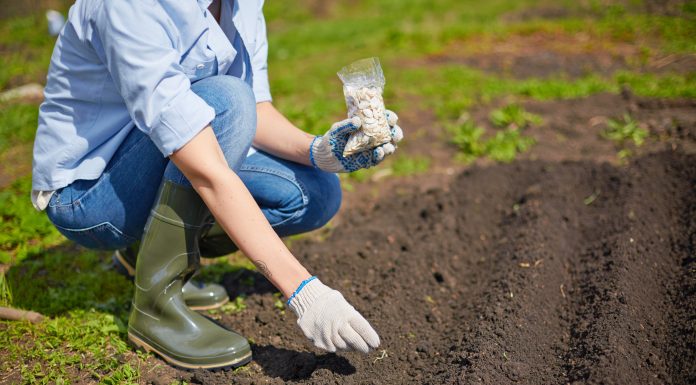 TRF4: Mulher que auxiliava os pais em trabalho rural tem direito a salário-maternidade (29/08/2019)